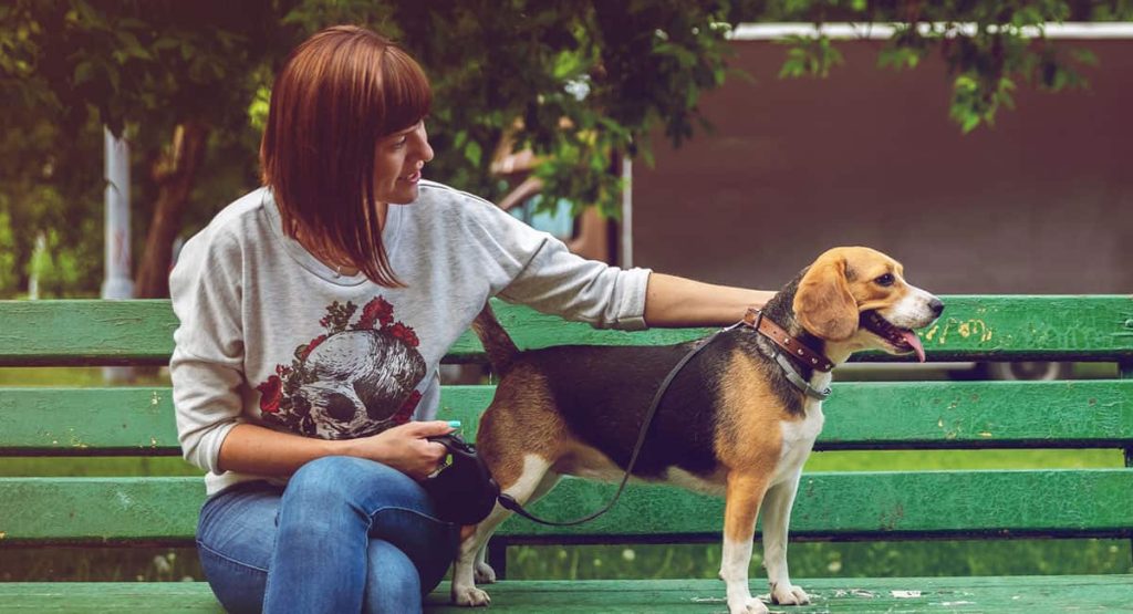 pet sitting dog bench